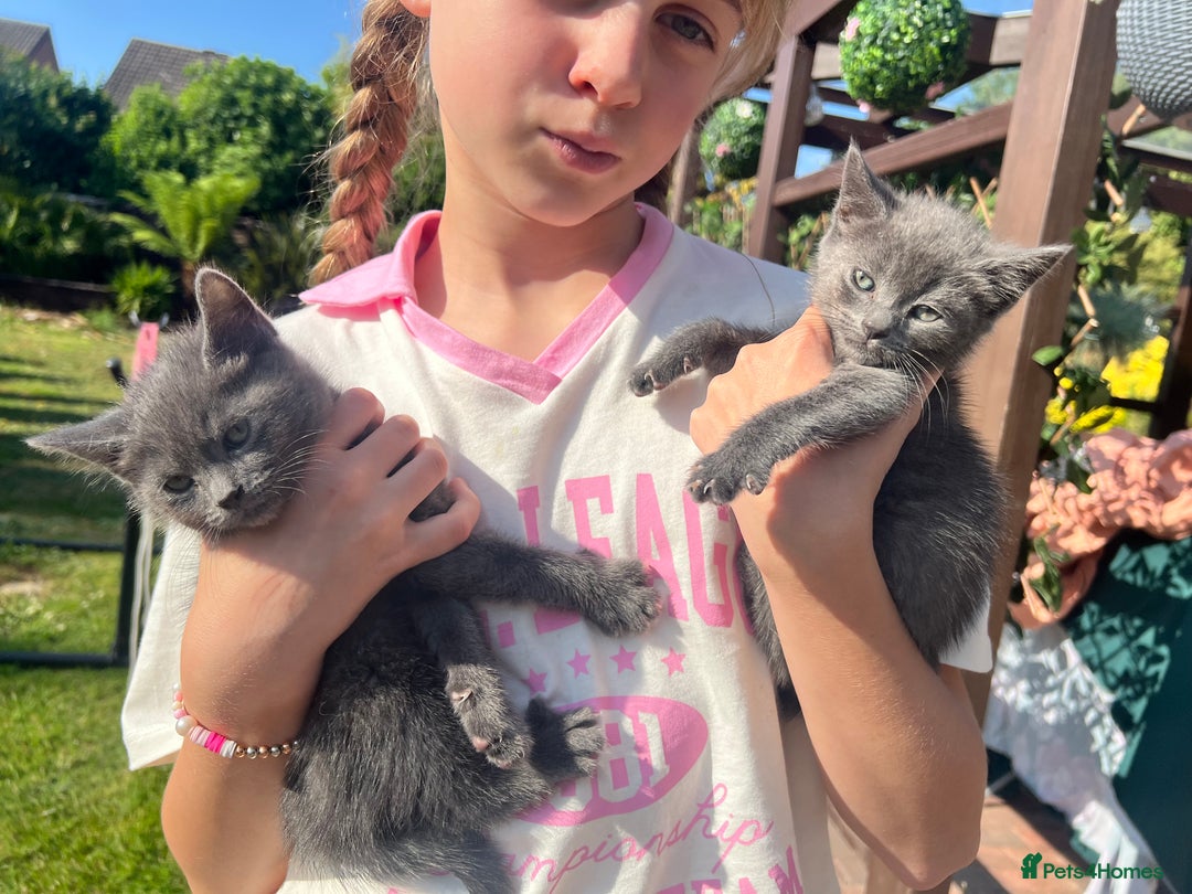 British Shorthair cats for sale: British short hair Mix - Image 3