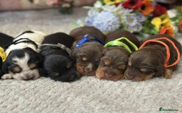 Cocker Spaniel dogs for stud: Chocolate and tan cocker stud  - Image 12