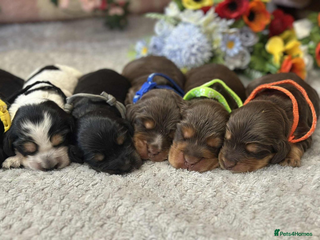 Cocker Spaniel dogs for stud: Chocolate and tan cocker stud  - Image 12