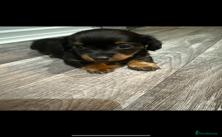 Miniature Dachshund dogs 5 playful miniature dachshund - Advert 3