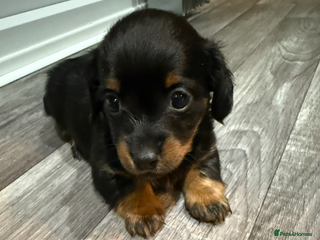 Miniature Dachshund dogs 5 playful miniature dachshund - Advert 15