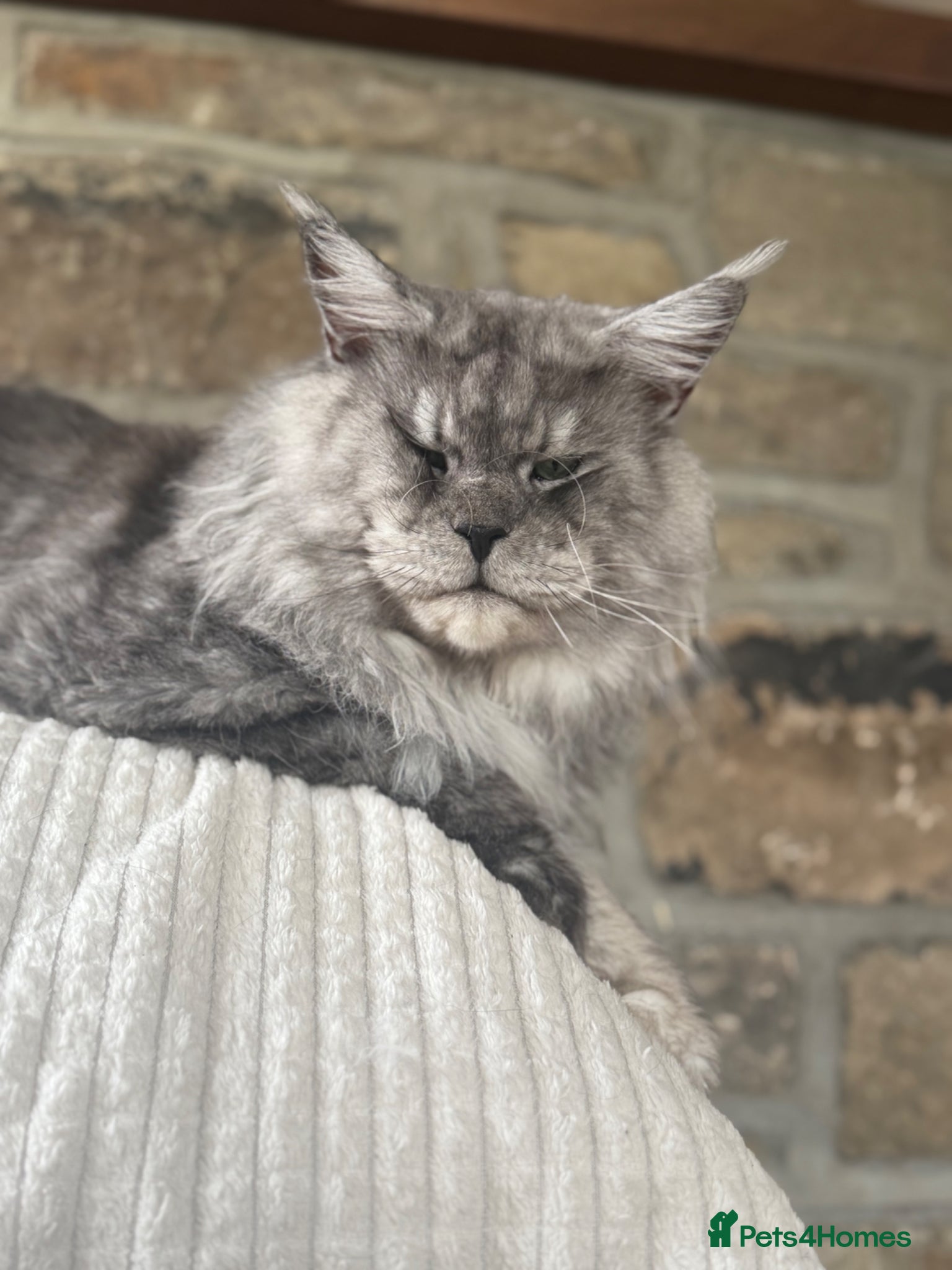 Maine Coon cats for stud: Large Imported High Black Smoke Maine Coon Stud - Advert 4