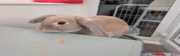 Mini Lop rabbits for sale: Two Gorgeous mini lop brothers for rehoming in Bognor Regis - Advert 4