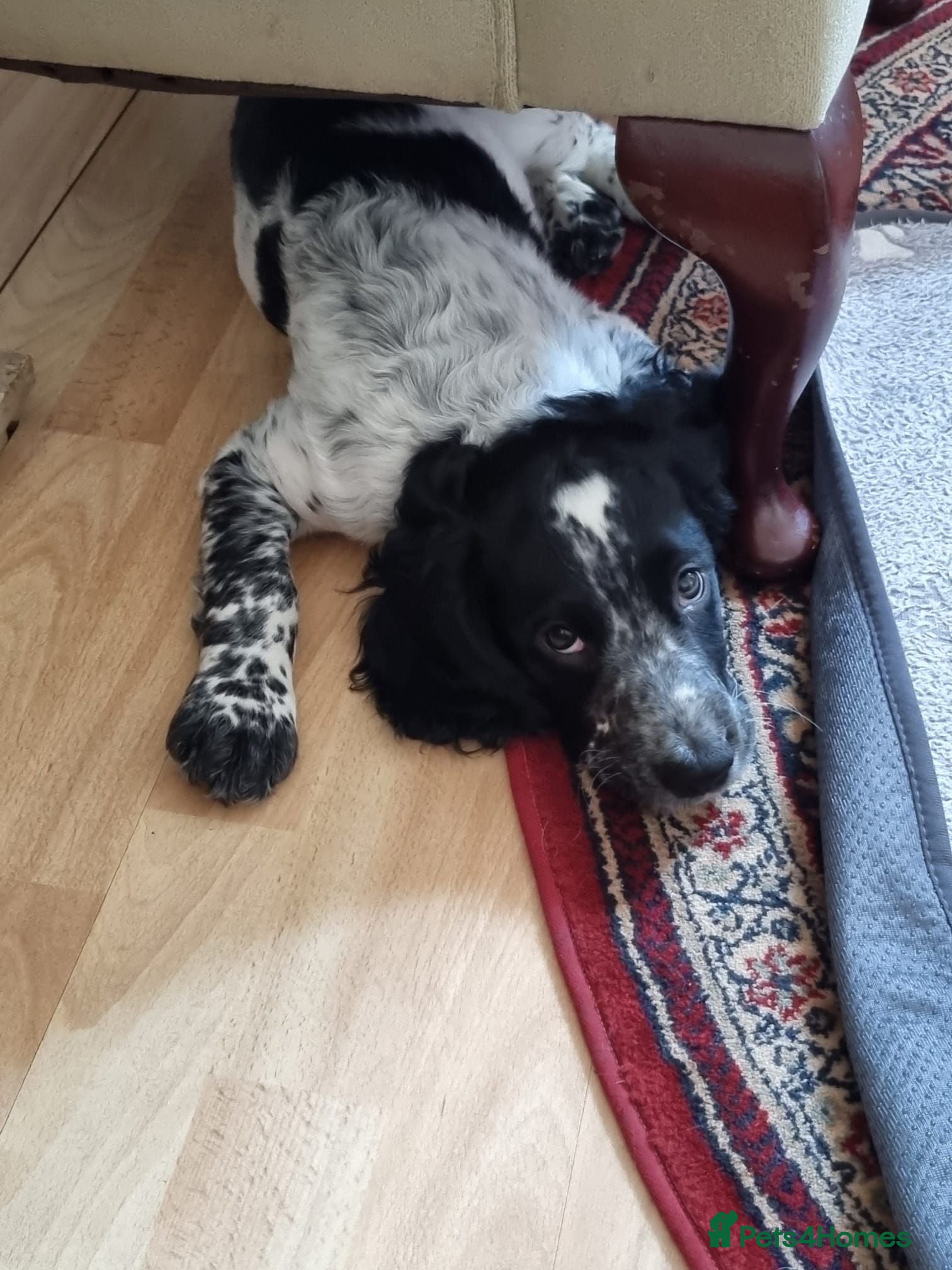 Cocker Spaniel dogs 1 Stunning Male Blue Roan Working Cocker Spaniel  - Advert 2