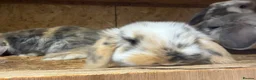 Mini Lop rabbits for sale: Beautiful fluffy mini lops  - Advert 13
