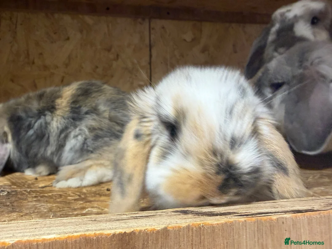 Mini Lop rabbits for sale: Beautiful fluffy mini lops  - Advert 13