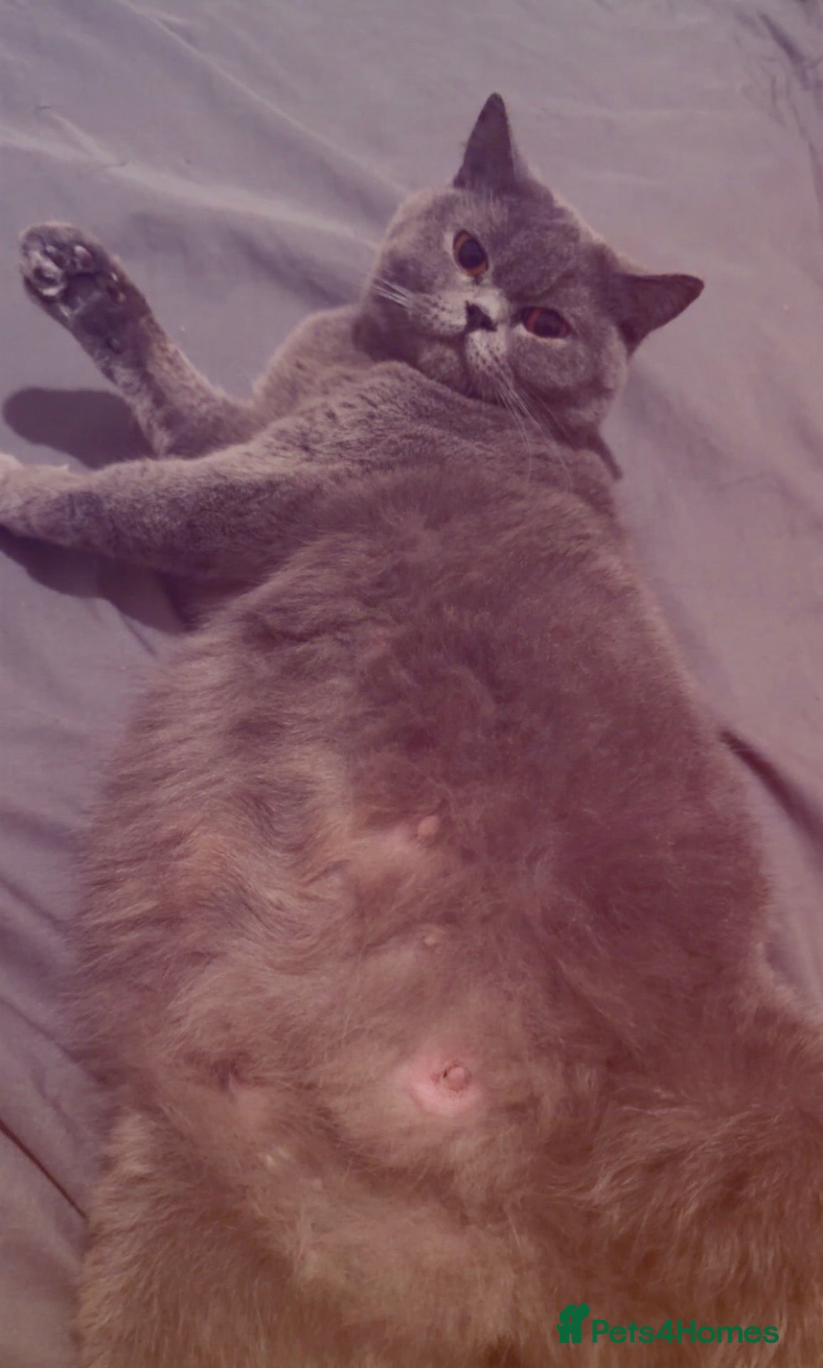 British Shorthair cats British shorthair kittens - Advert 1