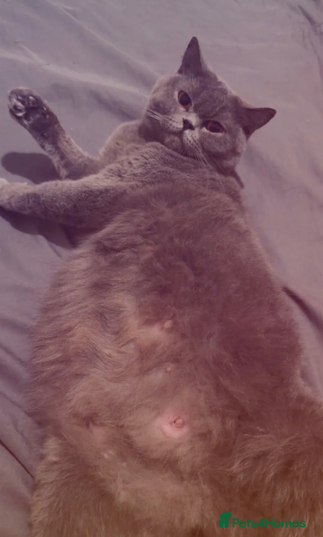 British Shorthair cats for sale: British shorthair kittens - Advert 1