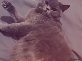 British Shorthair cats British shorthair kittens - Advert 1