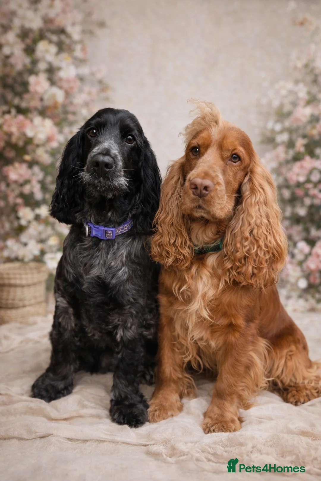 Cocker Spaniel dogs for sale: Pedigree KC Show Cocker Spaniel Puppies - Advert 1