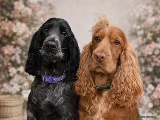 Cocker Spaniel dogs Pedigree KC Show Cocker Spaniel Puppies - Advert 3