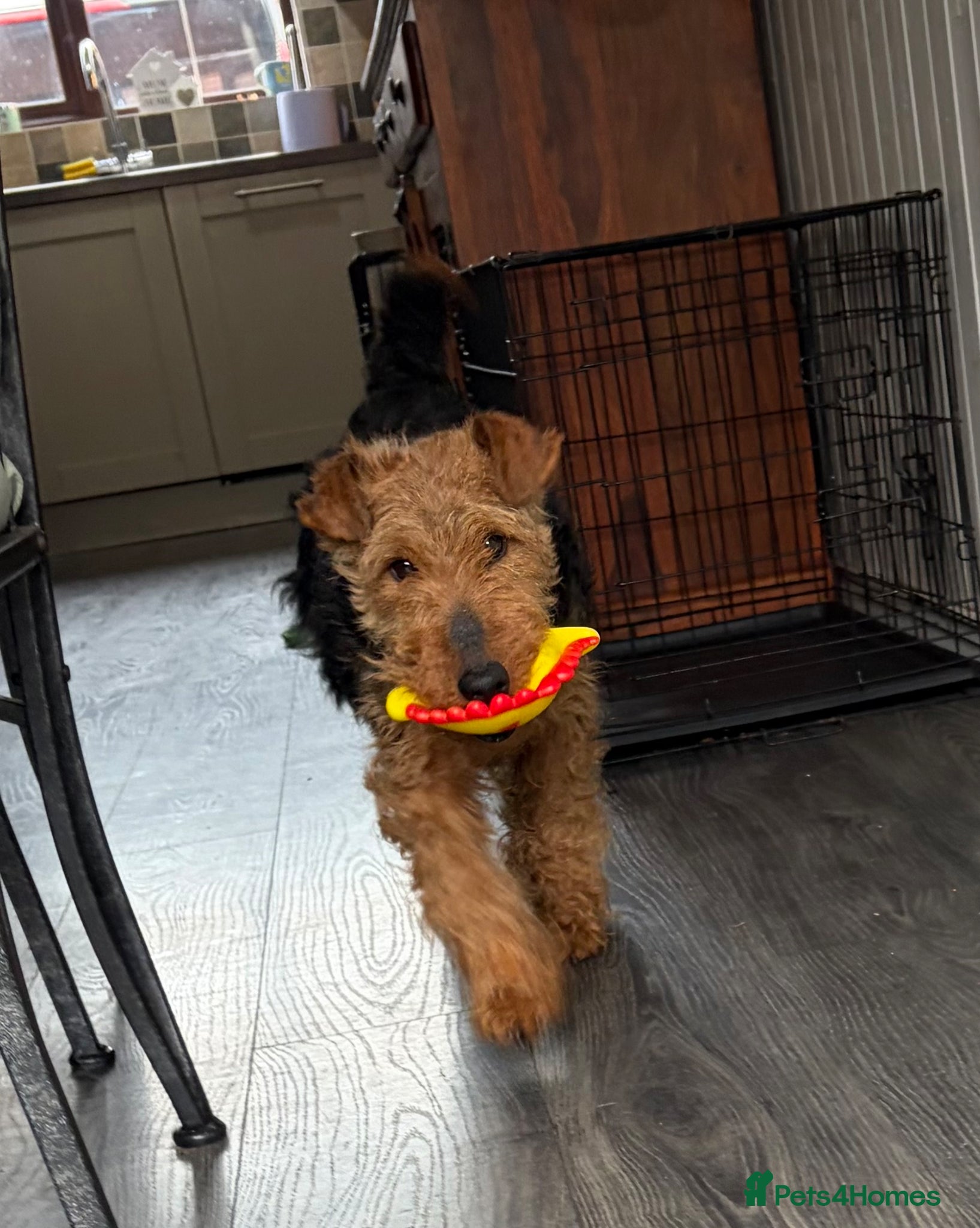 Welsh Terrier dogs KC Registered Welsh Terrier  - Advert 5