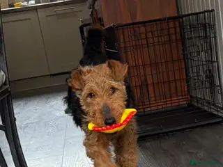 Welsh Terrier dogs KC Registered Welsh Terrier - Advert 5