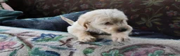 Labradoodle dogs for sale: Beautiful Third-Generation Labradoodle Puppie - Advert 16