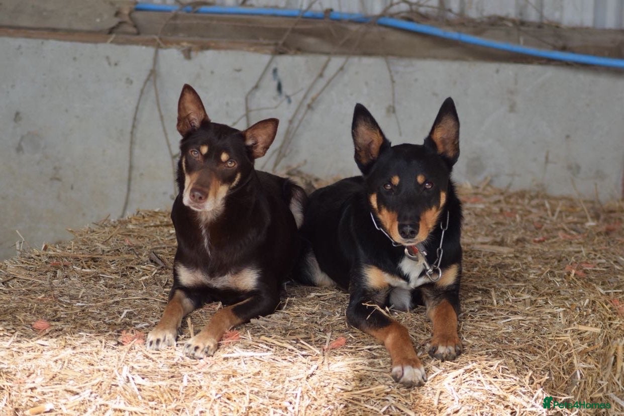 Australian Kelpie dogs Kelpie pups for sale - Advert 3