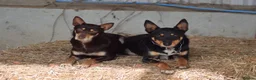 Australian Kelpie dogs for sale: Kelpie pups for sale in Knighton - Advert 1