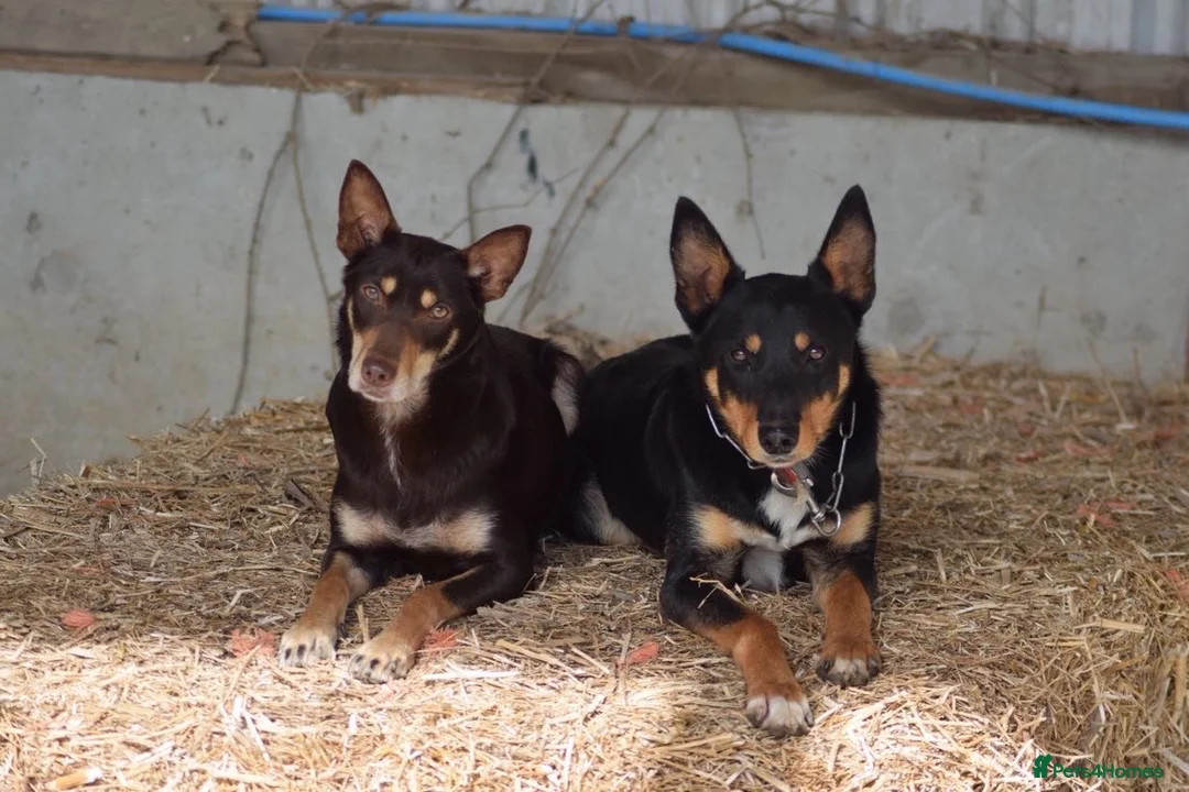 Australian Kelpie dogs for sale: Kelpie pups for sale in Knighton - Advert 1