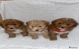 Toy Poodle dogs for sale: Toy poodles  - Image 21