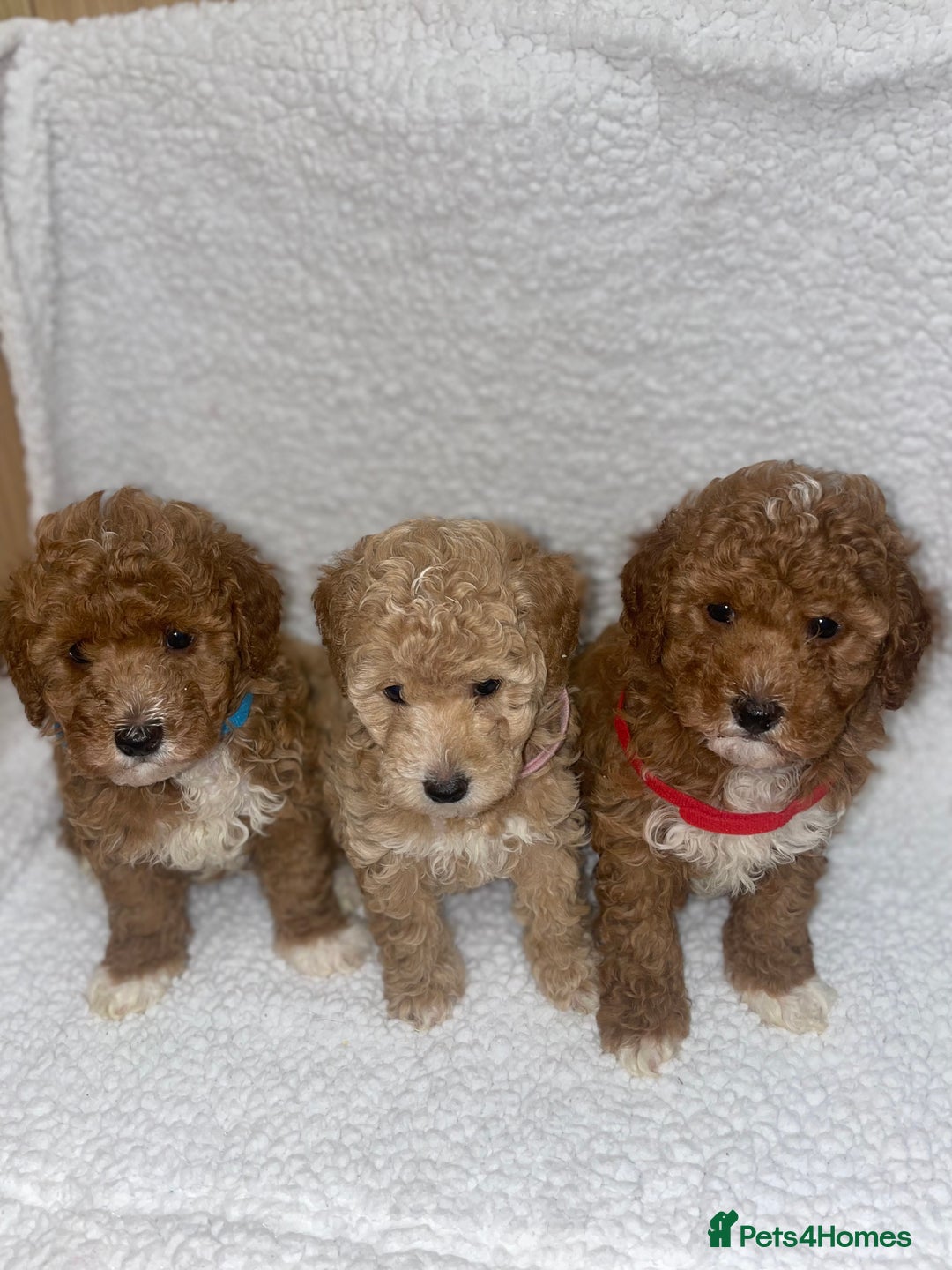 Toy Poodle dogs for sale: Toy poodles  - Image 21