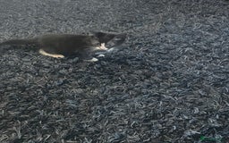 Mixed Breed cats for sale: 2 male 2 female kittens - Image 4