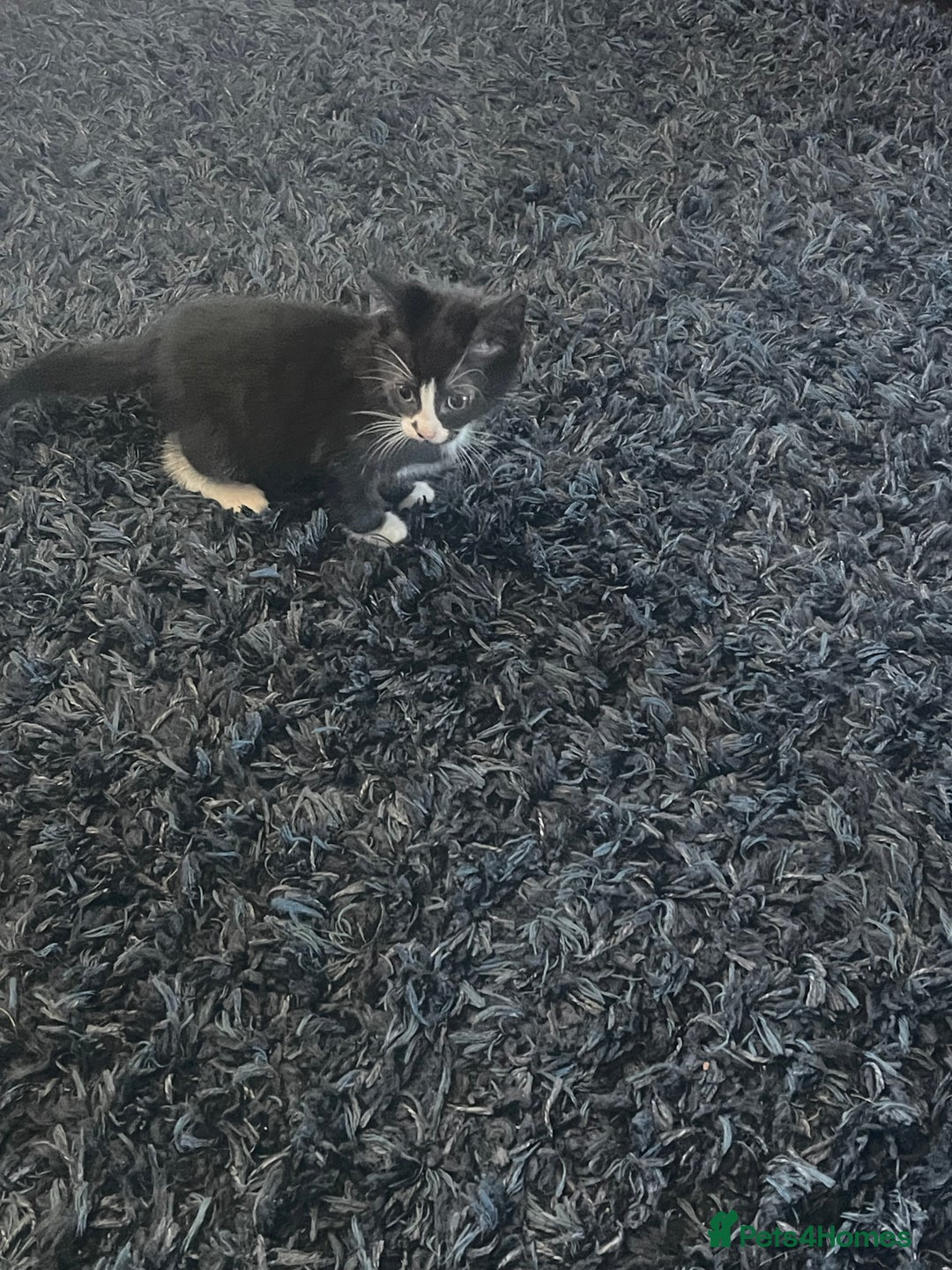 Mixed Breed cats for sale: 2 male 2 female kittens - Image 4