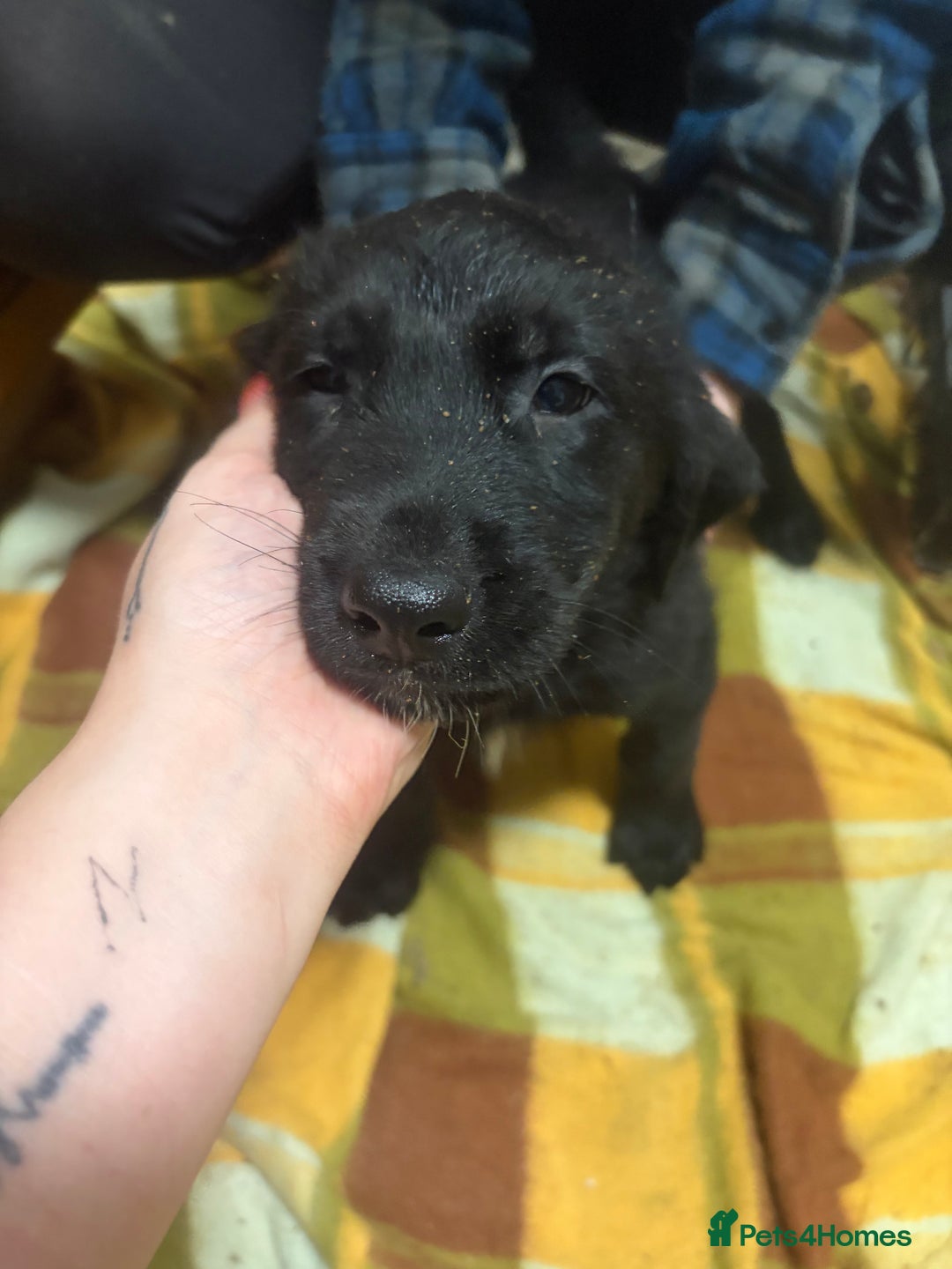Mixed Breed dogs for sale: Shepsky x Labrador  - Advert 13