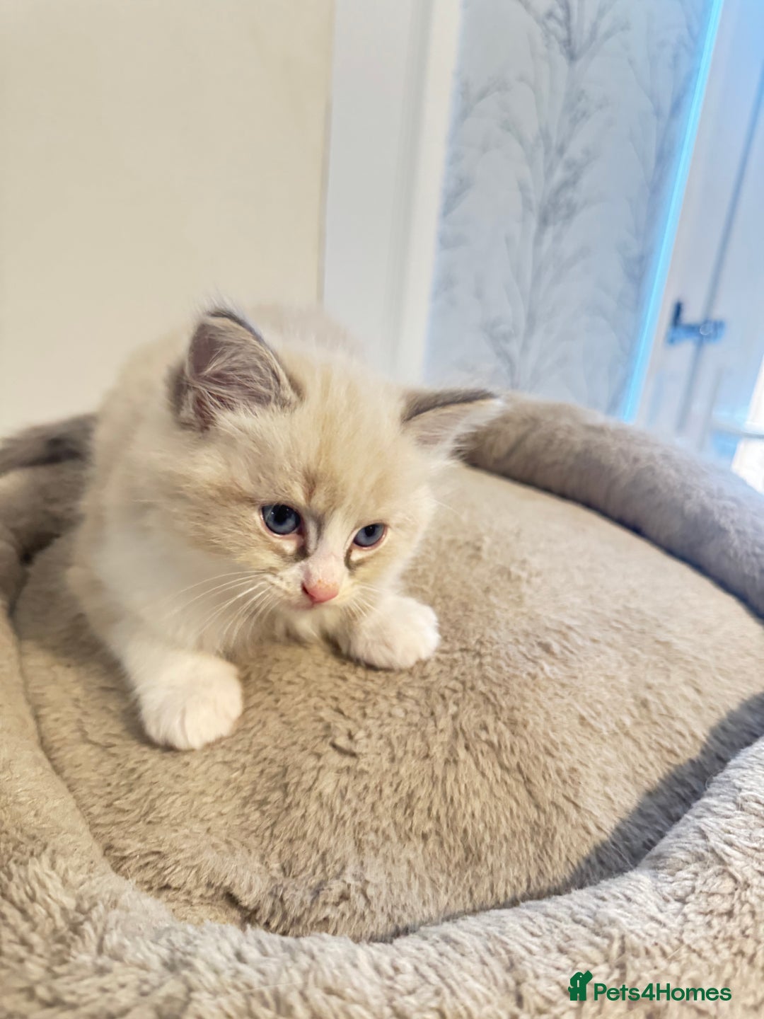 Ragdoll cats for sale: Beautiful Ragdoll Kittens - Advert 9