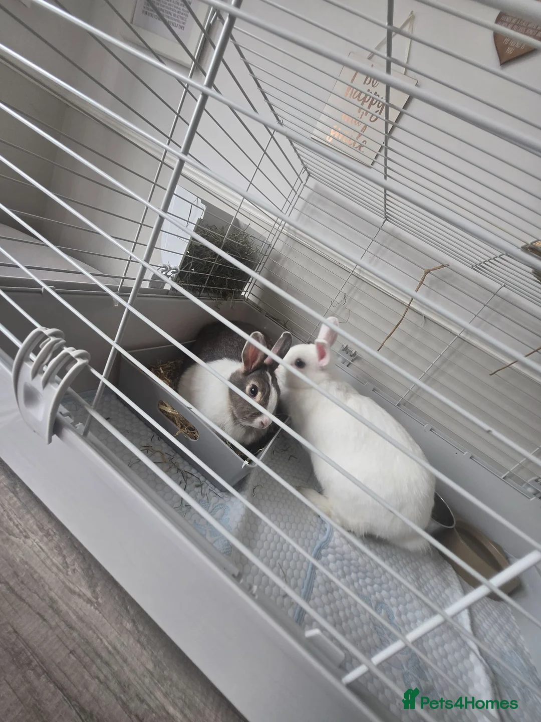 Mixed Breed rabbits for sale: 2 bonded girls looking for there forever home - Advert 2