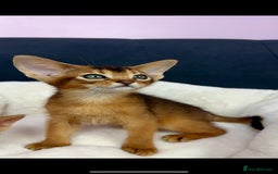 Abyssinian cats for sale: Gorgeous Abyssinian Kittens  Ready December 2025 - Image 4