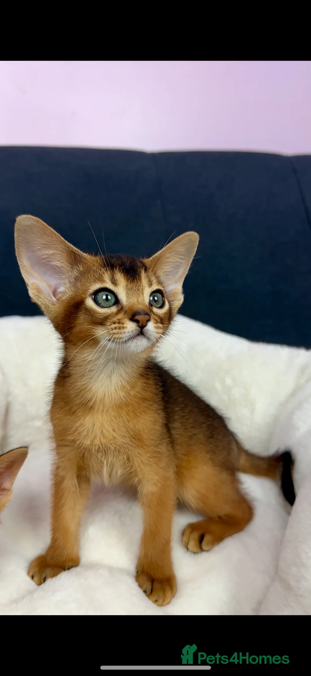 Abyssinian cats for sale: Gorgeous Abyssinian   Sorrel girl Brisa    - Advert 8