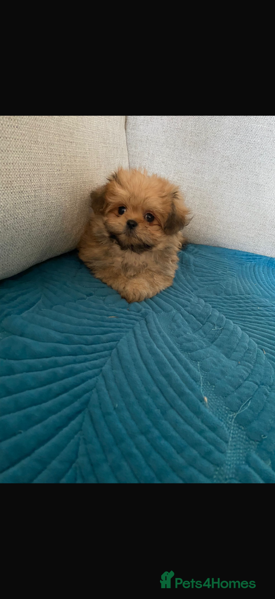 Mixed Breed dogs REDUCED Shihtzu x Pomeranian health checked  - Advert 1