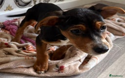 Mixed Breed dogs for sale: Cocker jack - Image 7