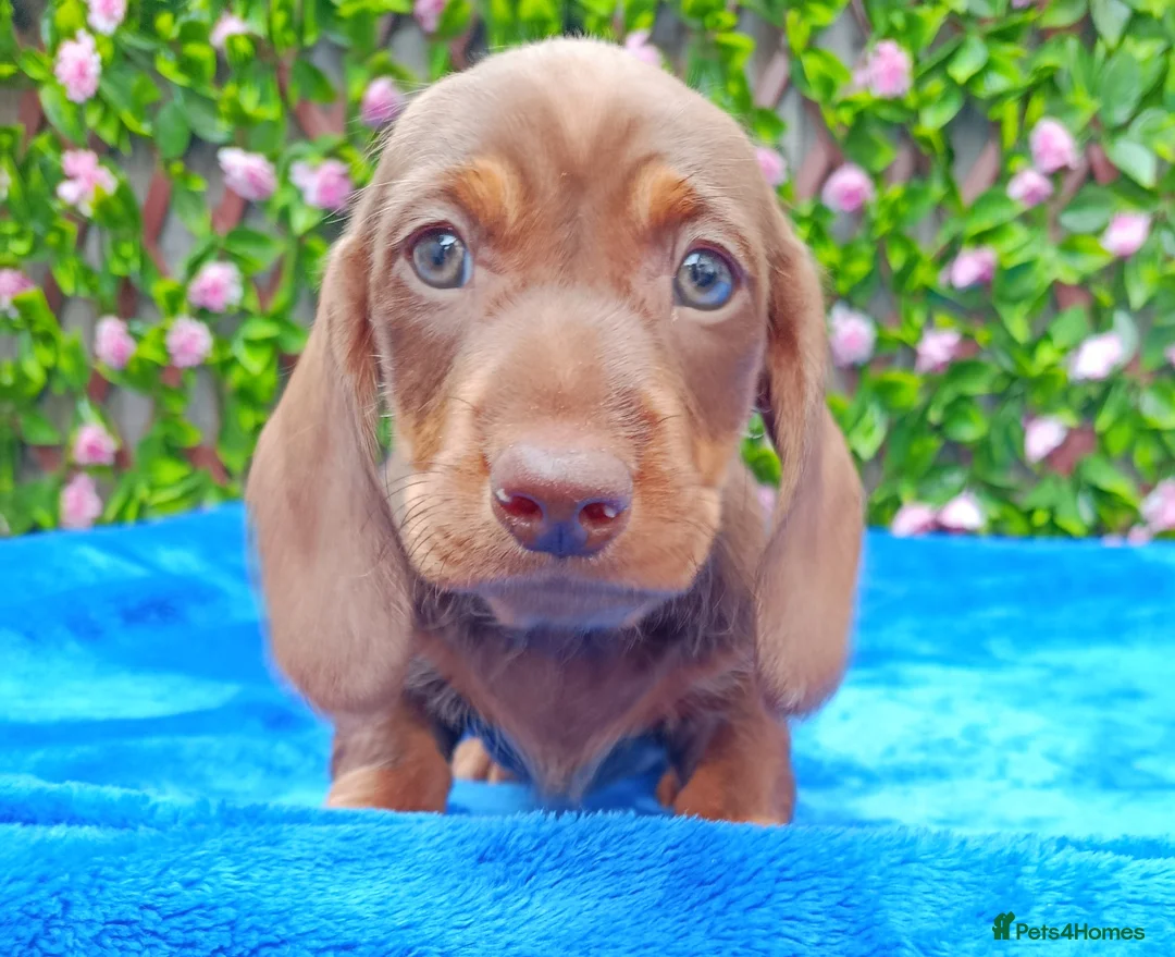 Miniature Dachshund dogs for sale: READY NOW MINI WIRES KC REG LAFORA PRA CL - Advert 12