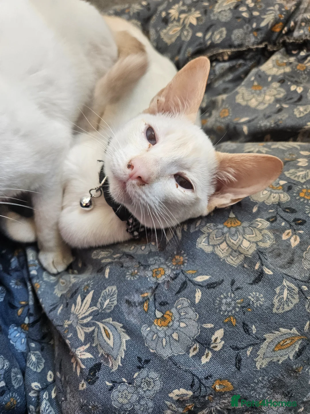 Siamese cats for sale: 1 Male Flame point & 1 Female Lilac point Siamese in Newton Stewart - Advert 4