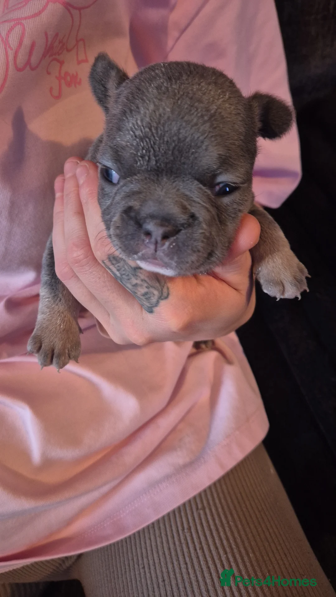 French Bulldog dogs for sale: Three KC registered French bulldogs  - Advert 2