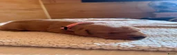 Labrador Retriever dogs for sale: Two beautiful fox red Labrador puppies  - Advert 4