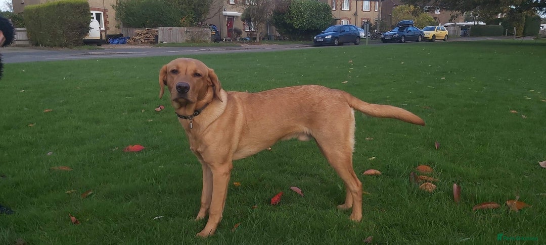 Labrador Retriever dogs for sale: Red Fox , Golden & White Labrador Pups  - Image 9