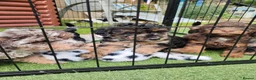 Jackapoo dogs for sale: F1b jackapoo puppies - Advert 22