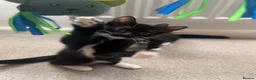 Mixed Breed cats for sale: 2 kittens for sale  in Southampton - Advert 2