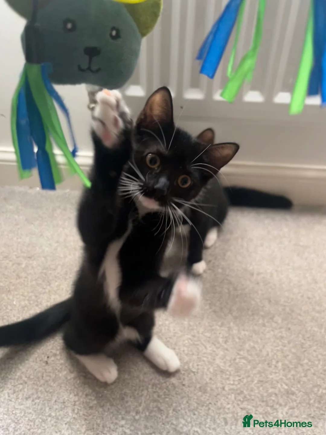 Mixed Breed cats for sale: 2 kittens for sale  in Southampton - Advert 2