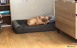 Mixed Breed dogs for sale: Labrador Cross Female, 10 months old - Image 1