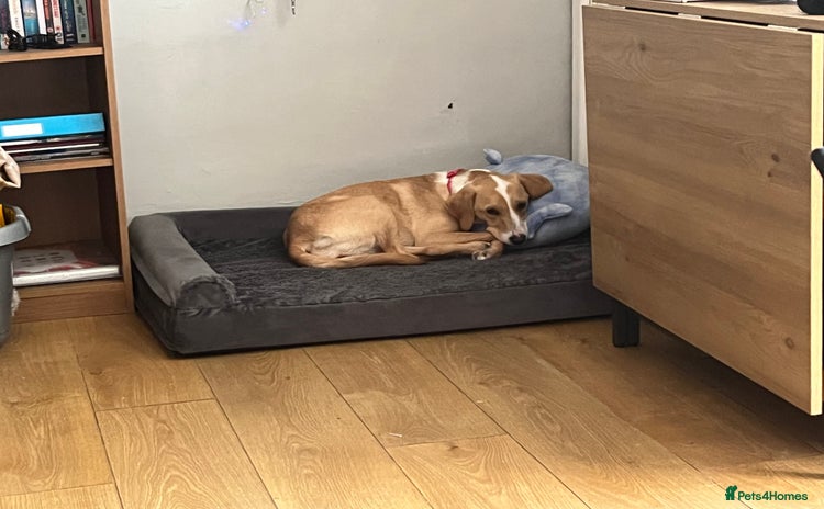 Mixed Breed dogs - Advert 2