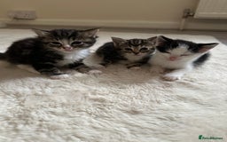 Mixed Breed cats for sale: 3tabby kittens to sale - Image 3