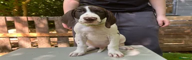 German Shorthaired Pointer 5
