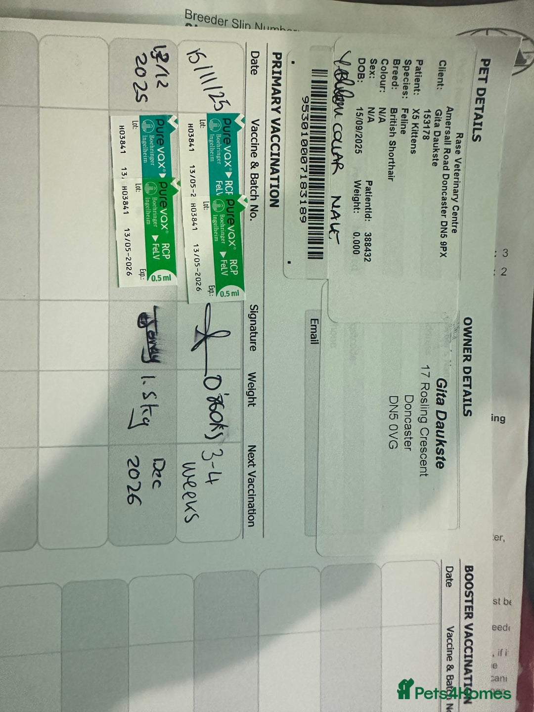 British Shorthair cats for sale: British shorthair excellent bloodline  - Advert 6