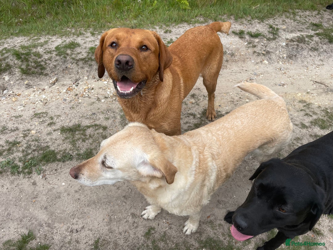 Labrador Retriever dogs for stud: Fox red Labrador stud  - Image 5