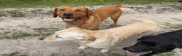 Labrador Retriever dogs for stud: Fox red Labrador stud  - Advert 5