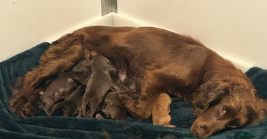 Cocker Spaniel dogs - Advert 4