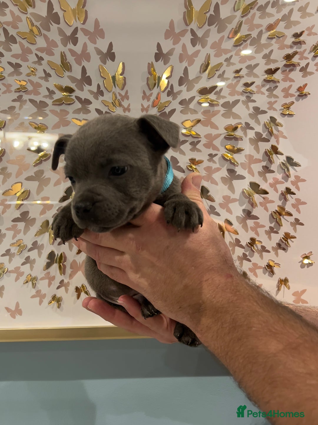 Staffordshire Bull Terrier dogs for sale: Adorable BLUE KC Pups *BULLSCAFF BLOODLINE* - Advert 9