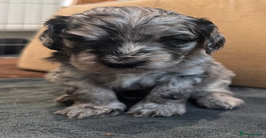 Cockapoo dogs - Advert 1